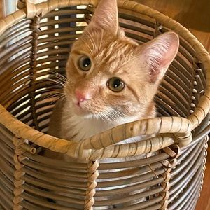 Meet your Posher, Hendie!